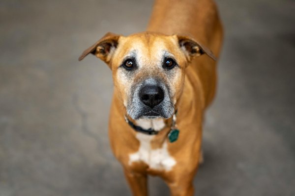 S'offrir la meilleure litière autonettoyante pour chat