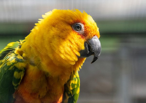 Contacter un professionnel pour le massage du cheval