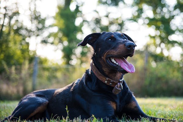 Le beauceron : un gardien dévoué et intelligent